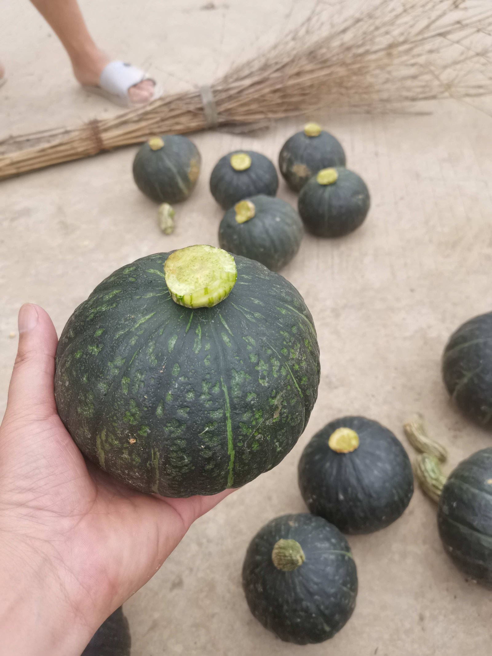 Variety of pumpkin crops Dehydrated vegetables